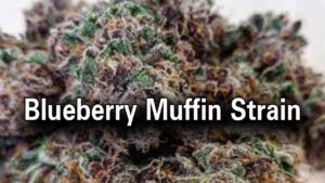 Blueberry Muffin Strain: A Sweet and Relaxing Cannabis Delight